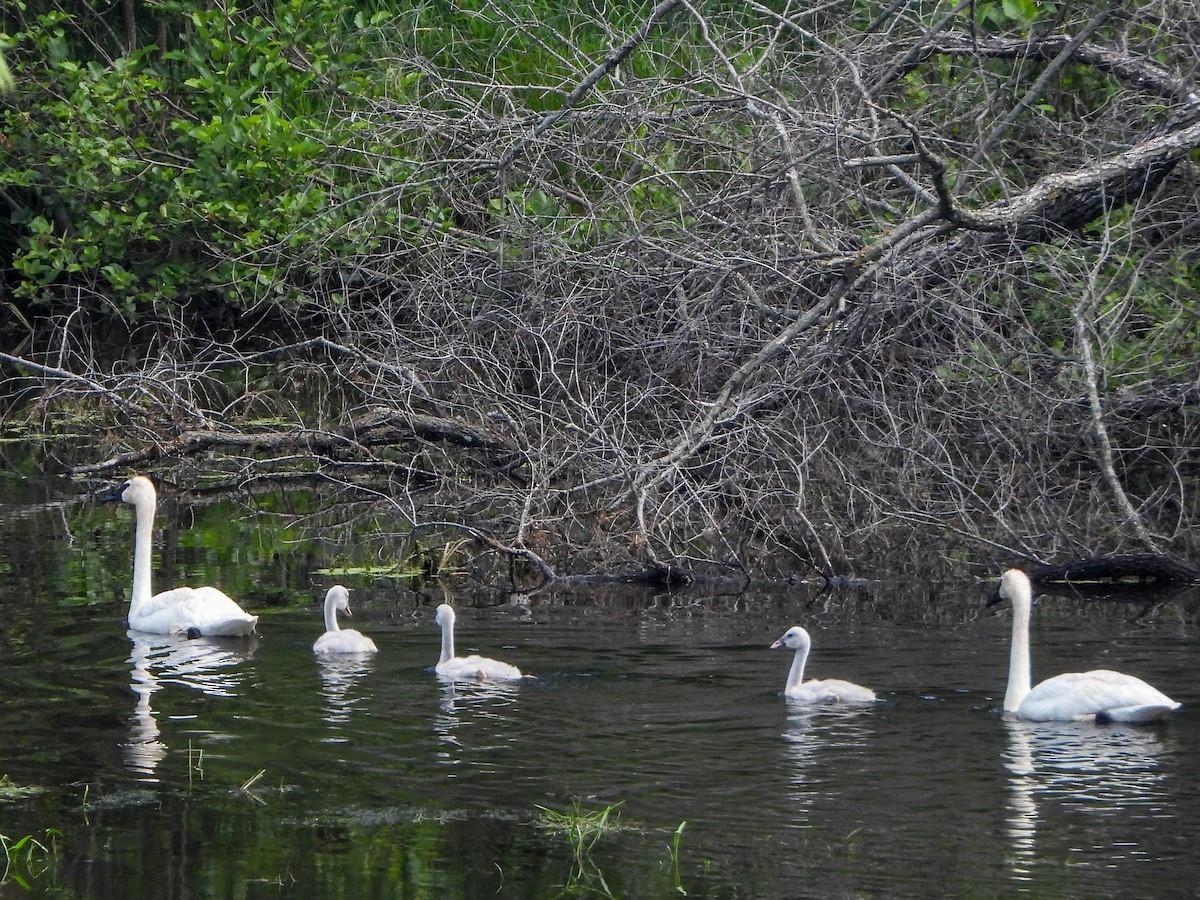 Trumpeter Swan - ML638766728