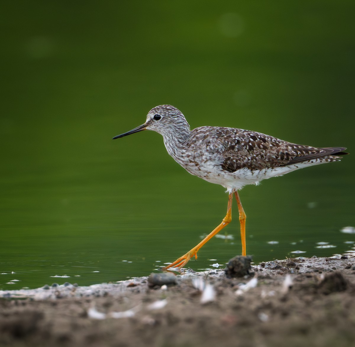 Lesser Yellowlegs - ML638766729