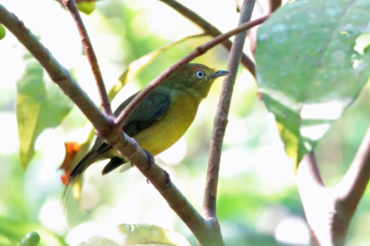 Wire-tailed Manakin - ML638766730