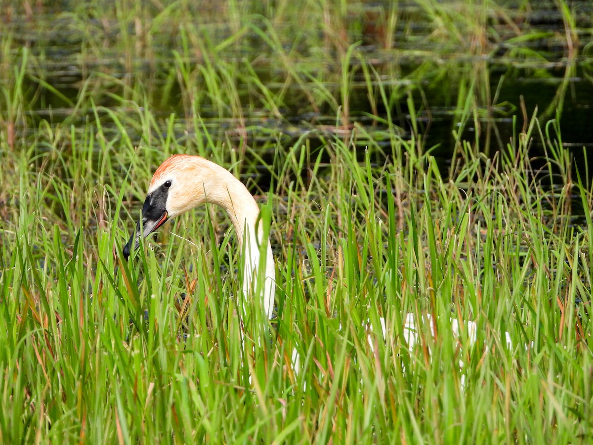 Trumpeter Swan - ML638766733