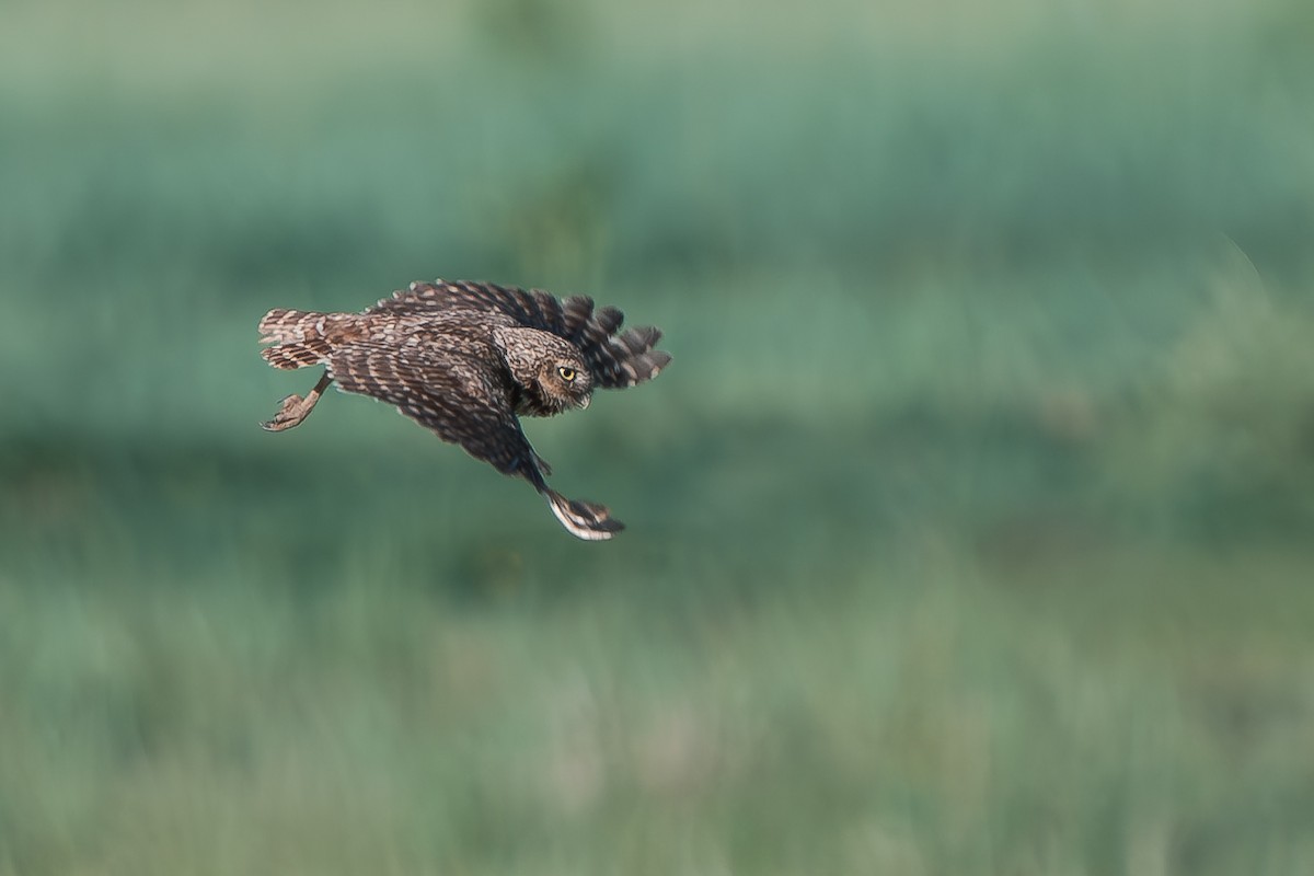Burrowing Owl - ML638766735