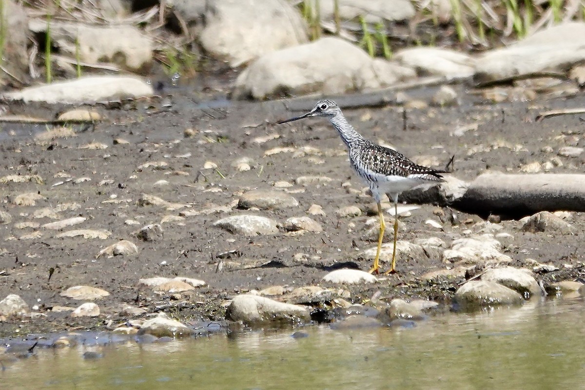 Greater Yellowlegs - ML638766738