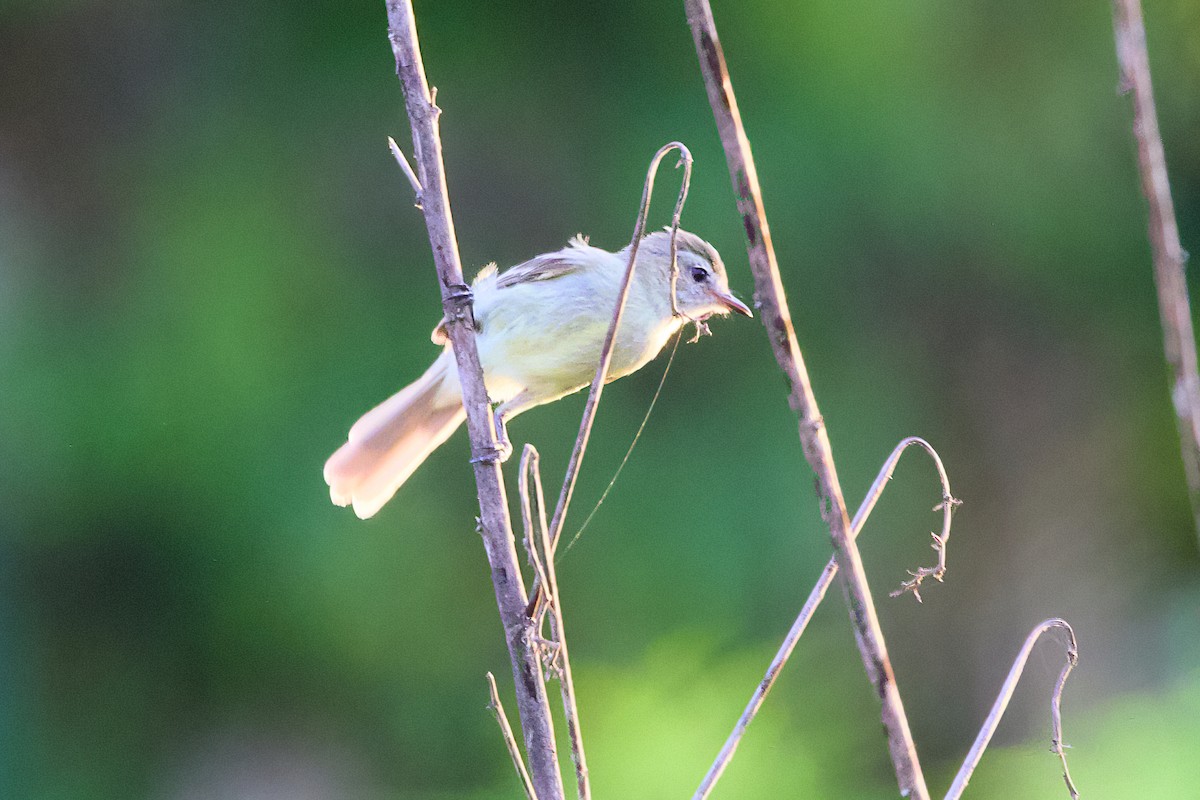 Mouse-colored Tyrannulet (Southern) - ML638766739