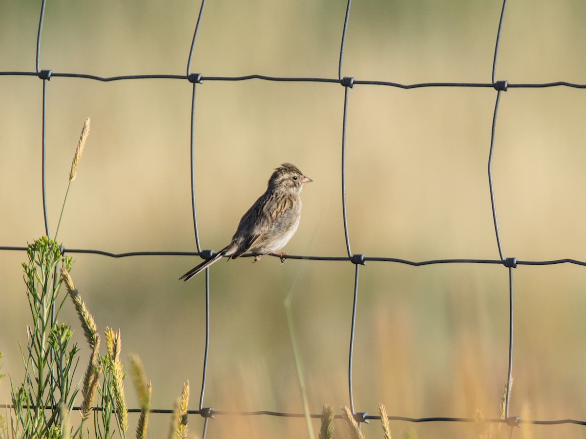 Brewer's Sparrow - ML638766740