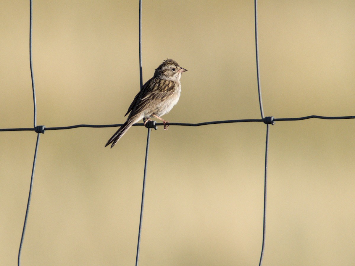 Brewer's Sparrow - ML638766741