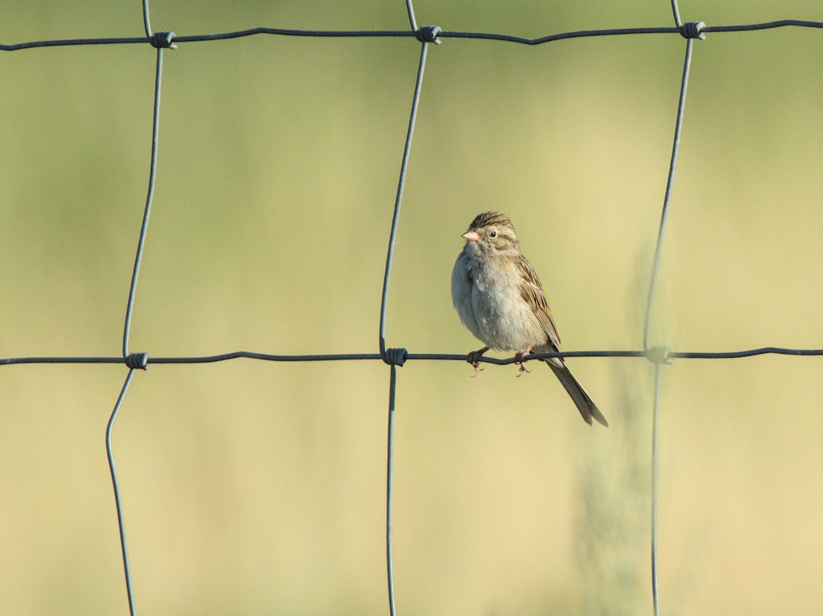 Brewer's Sparrow - ML638766742
