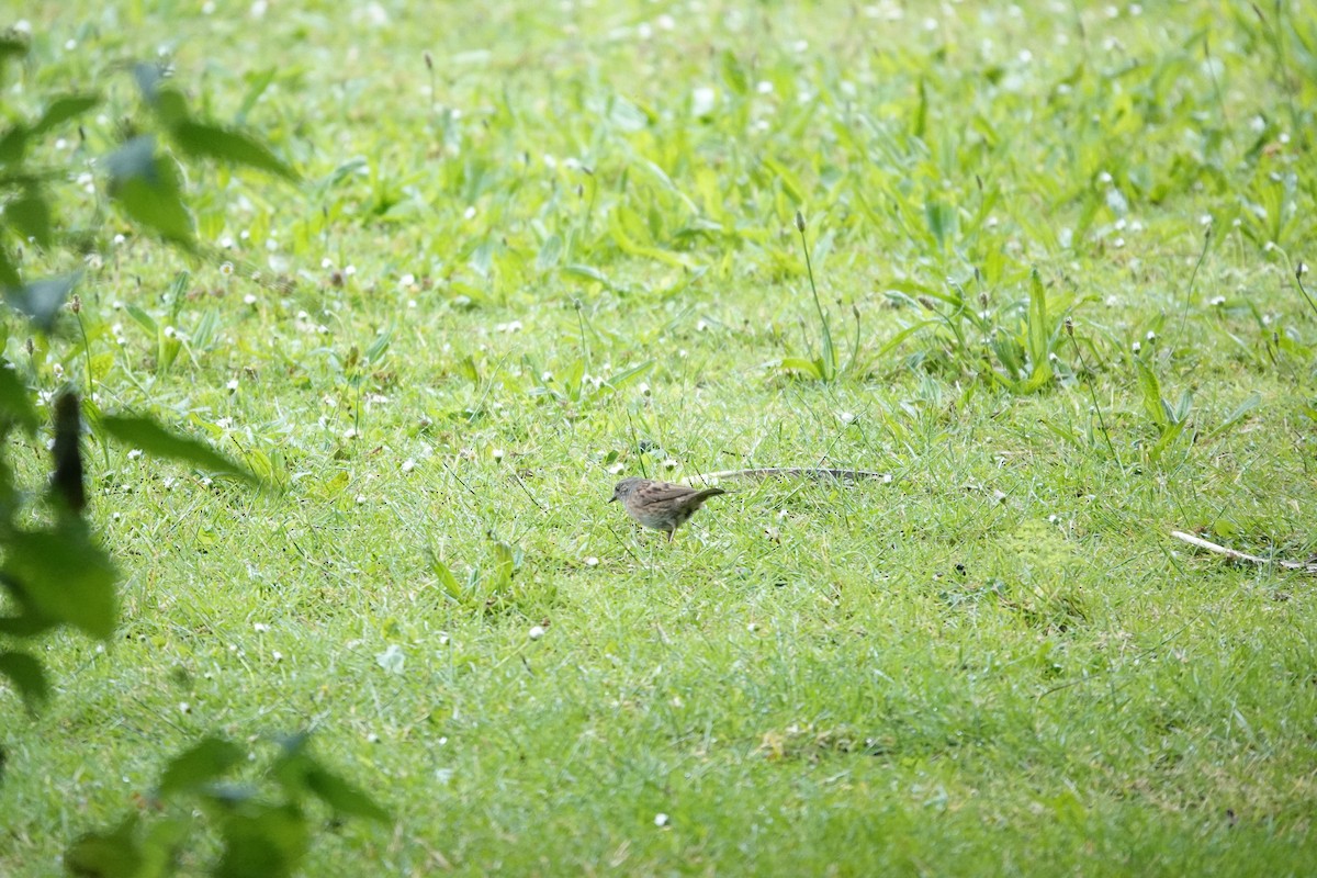 Dunnock - ML638766743