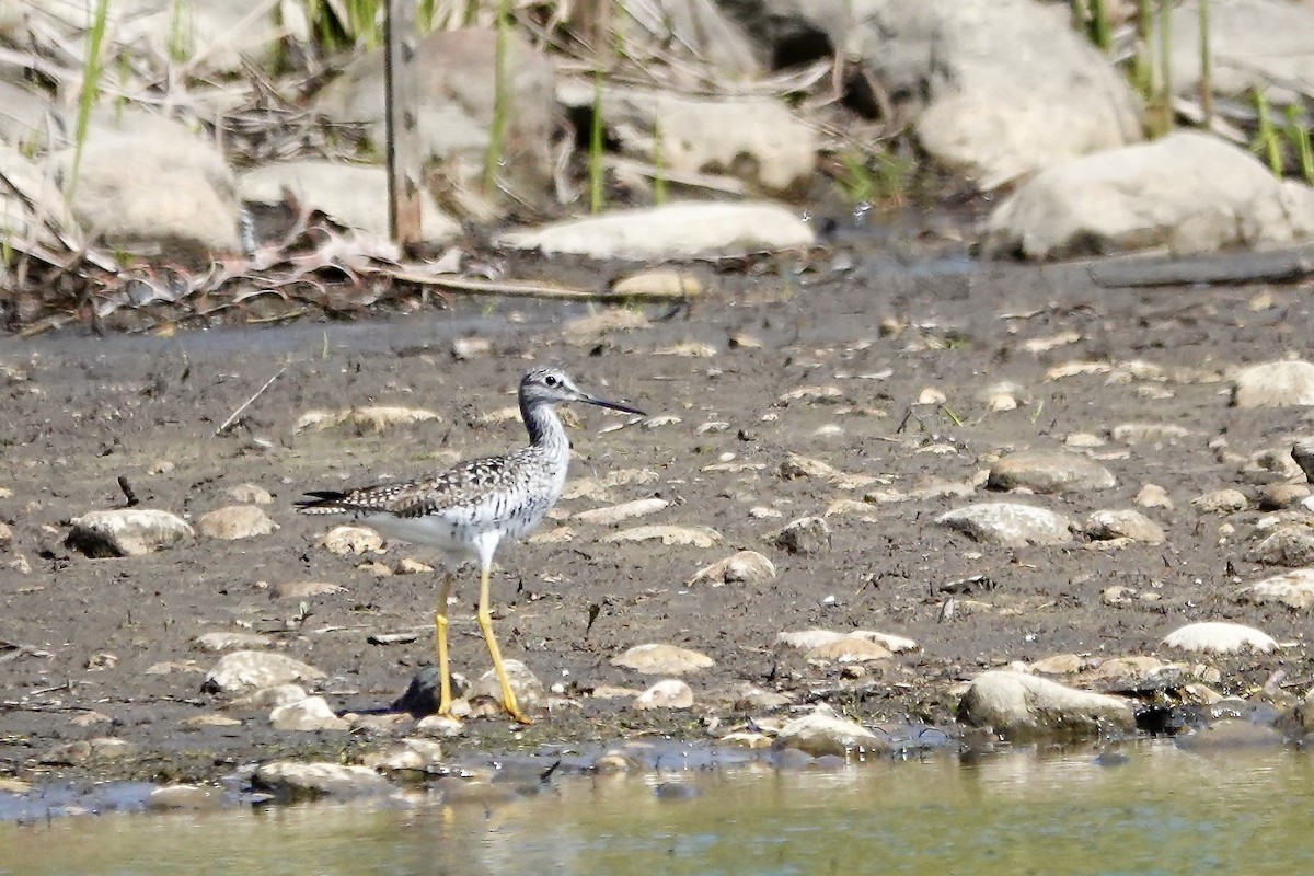 Greater Yellowlegs - ML638766744