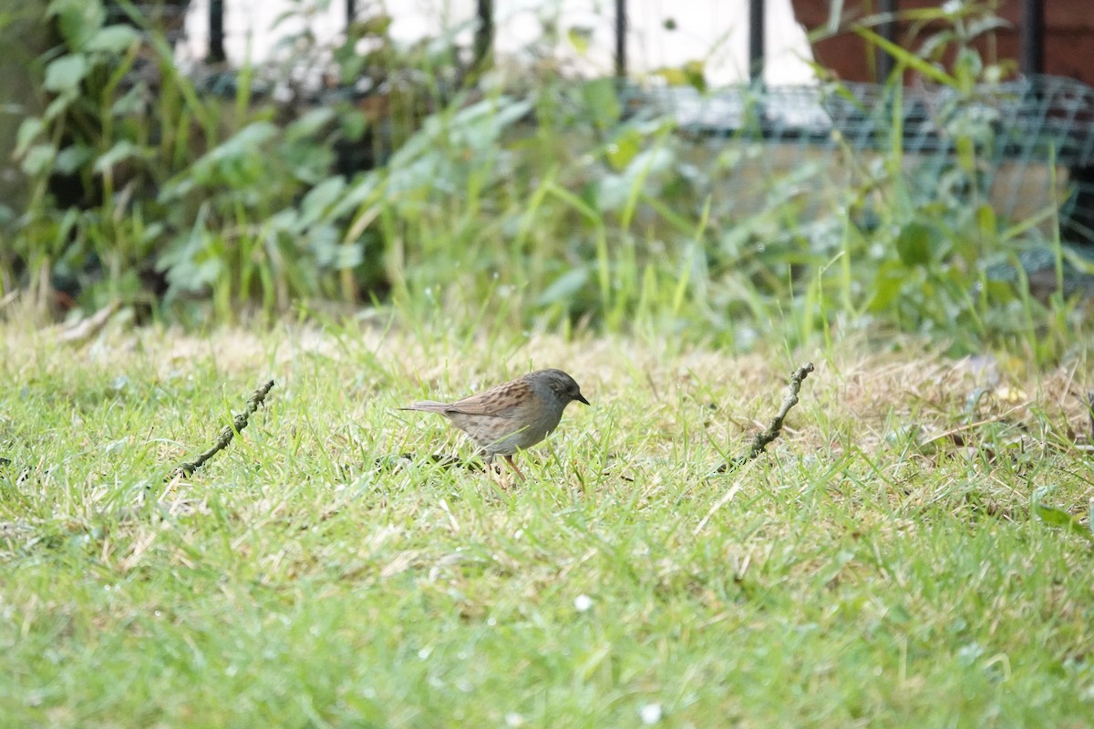 Dunnock - ML638766745