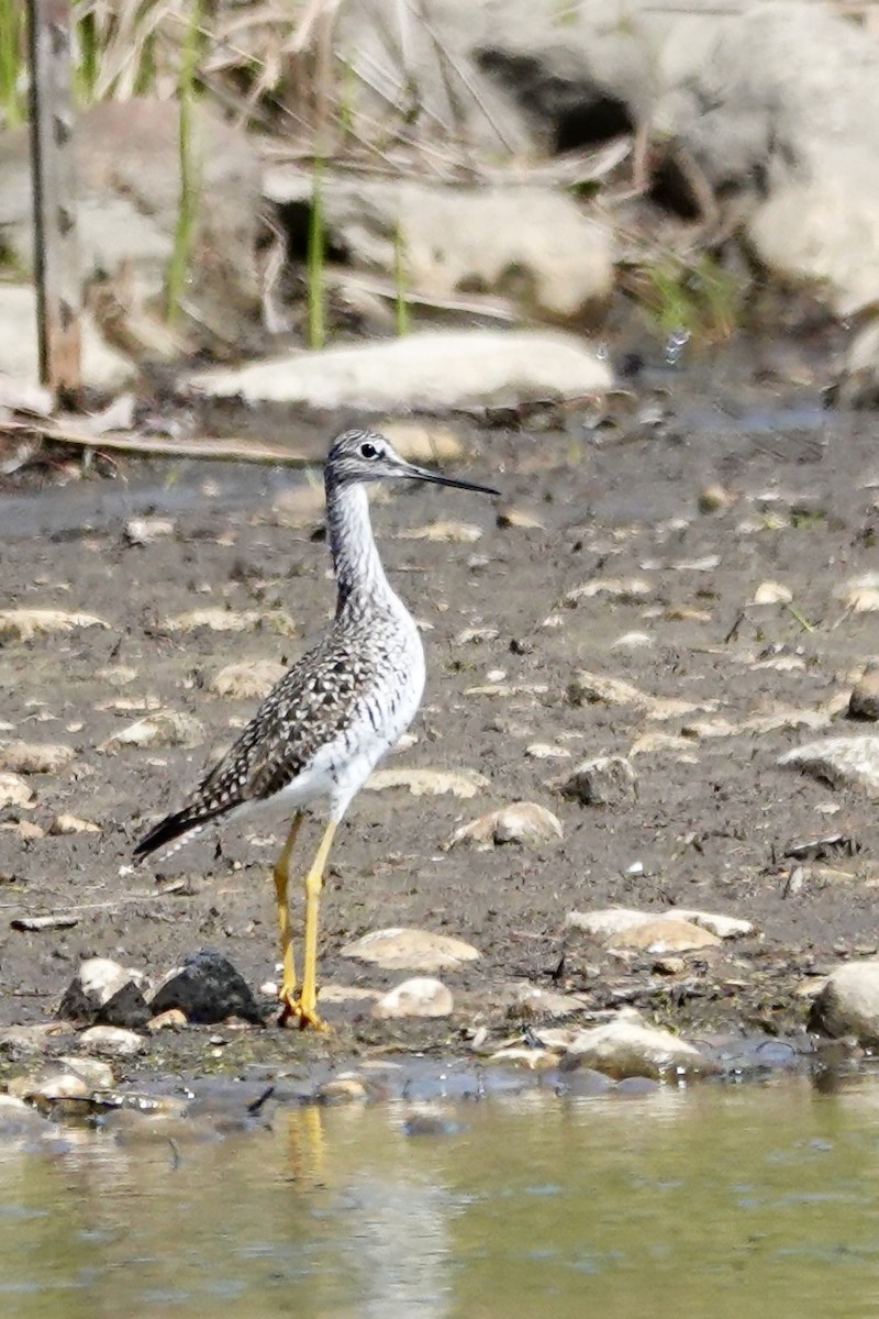 Greater Yellowlegs - ML638766746
