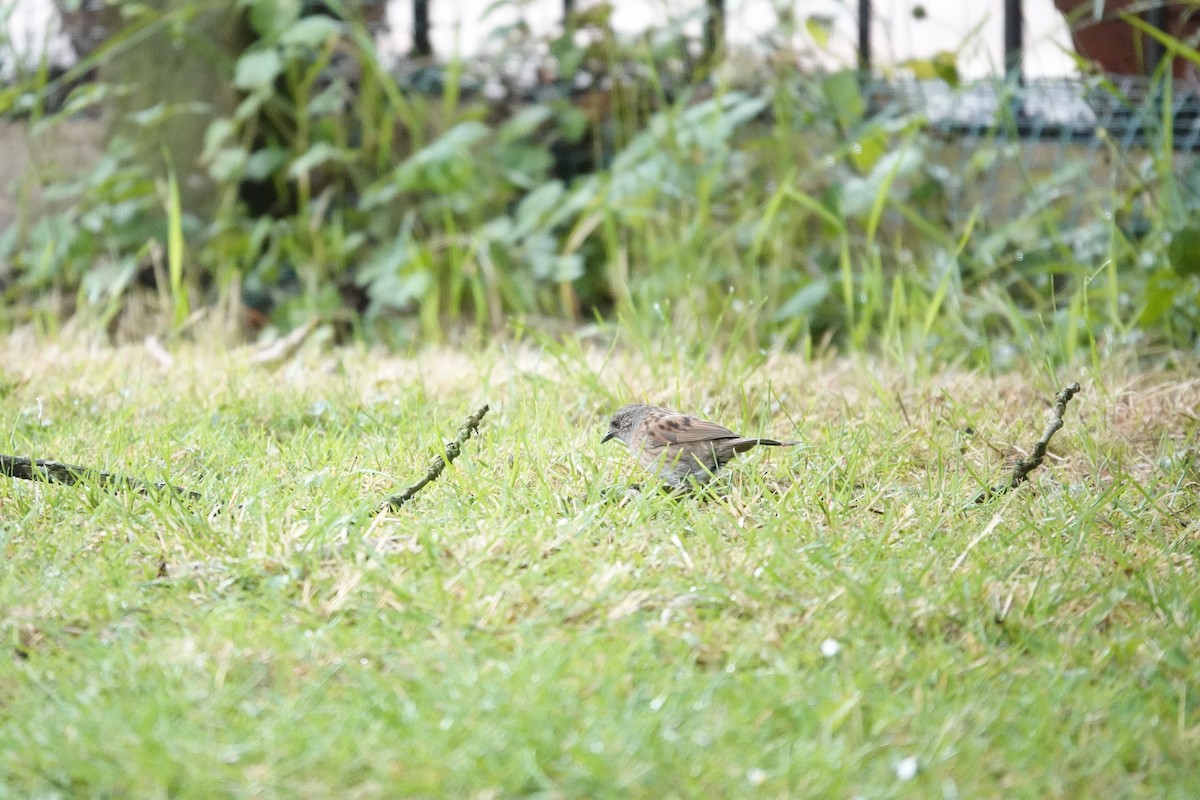 Dunnock - ML638766747