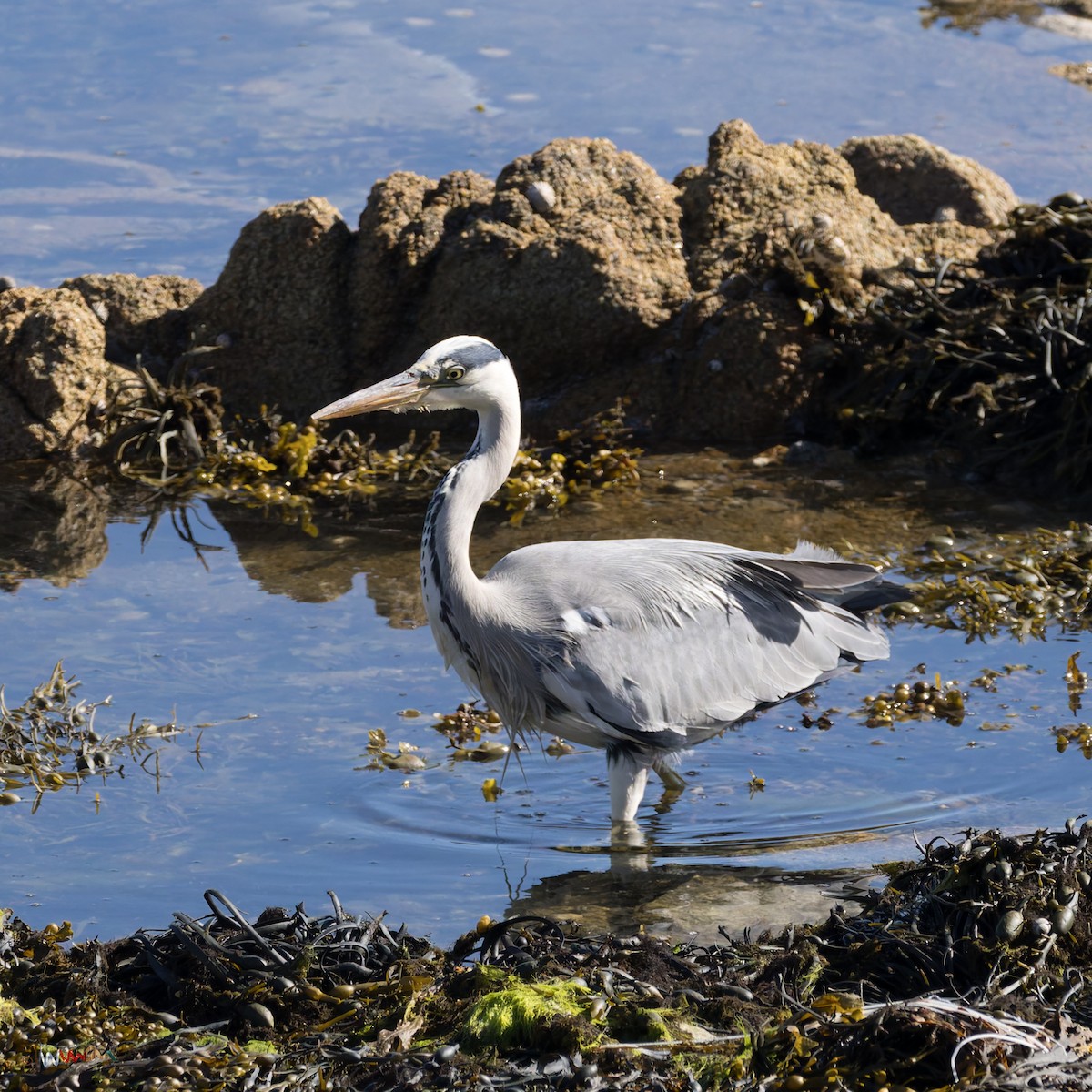 Gray Heron - ML638766748