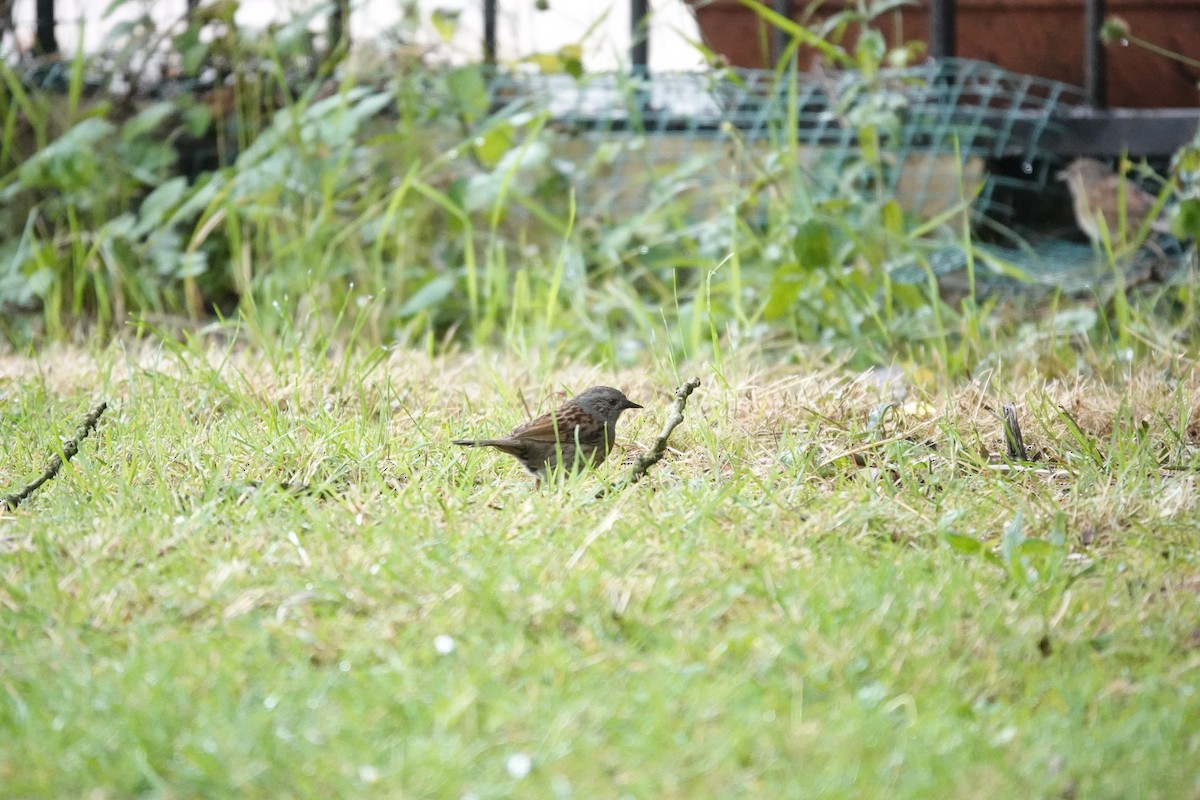 Dunnock - ML638766749