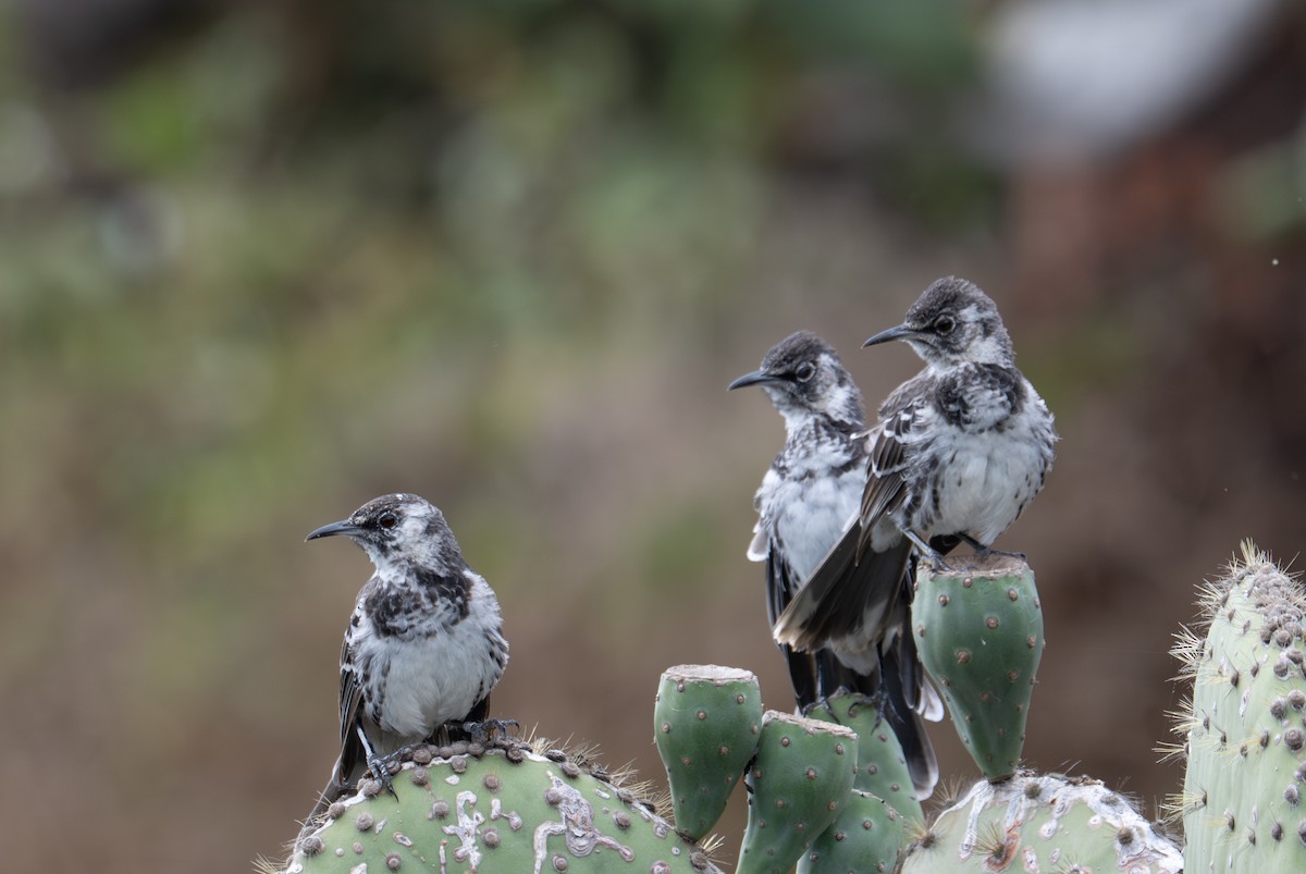 Floreana Mockingbird - ML638766763