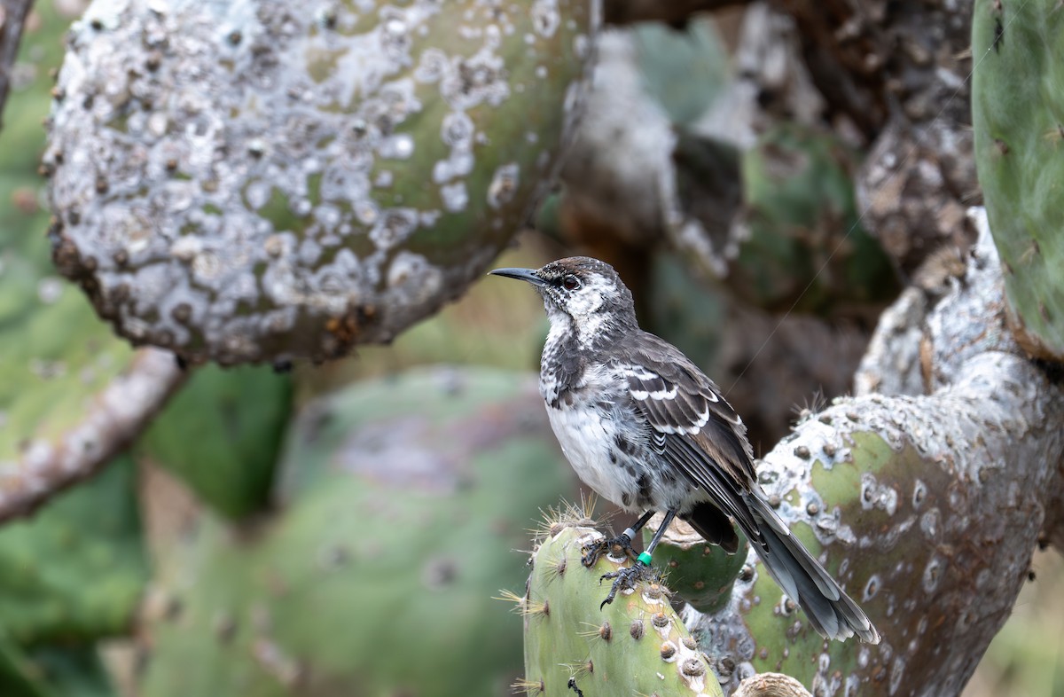 Floreana Mockingbird - ML638766769