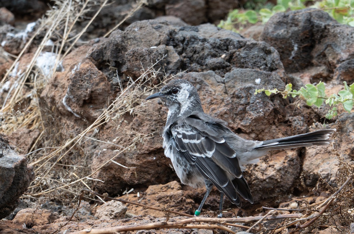 Floreana Mockingbird - ML638766771