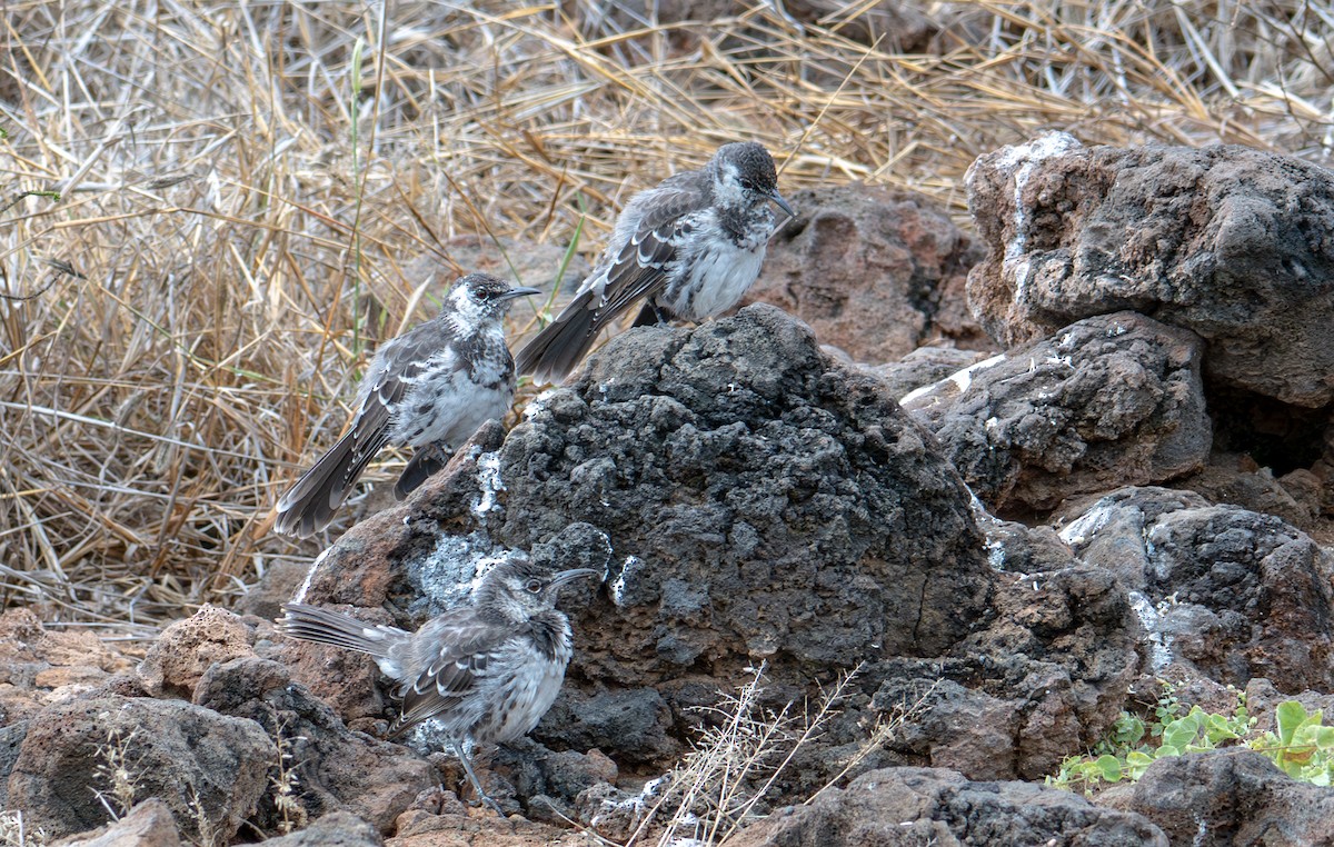 Floreana Mockingbird - ML638766773