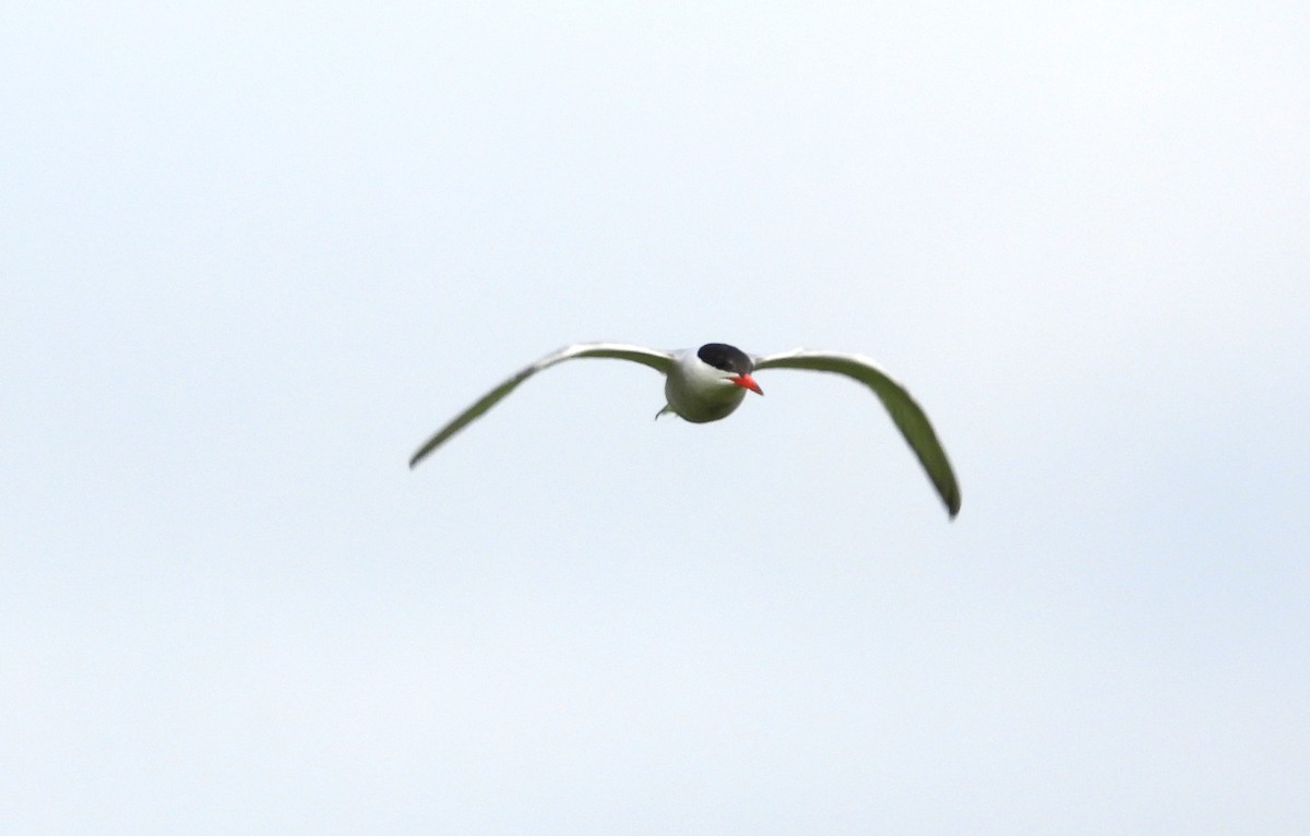 Common Tern - ML638766774