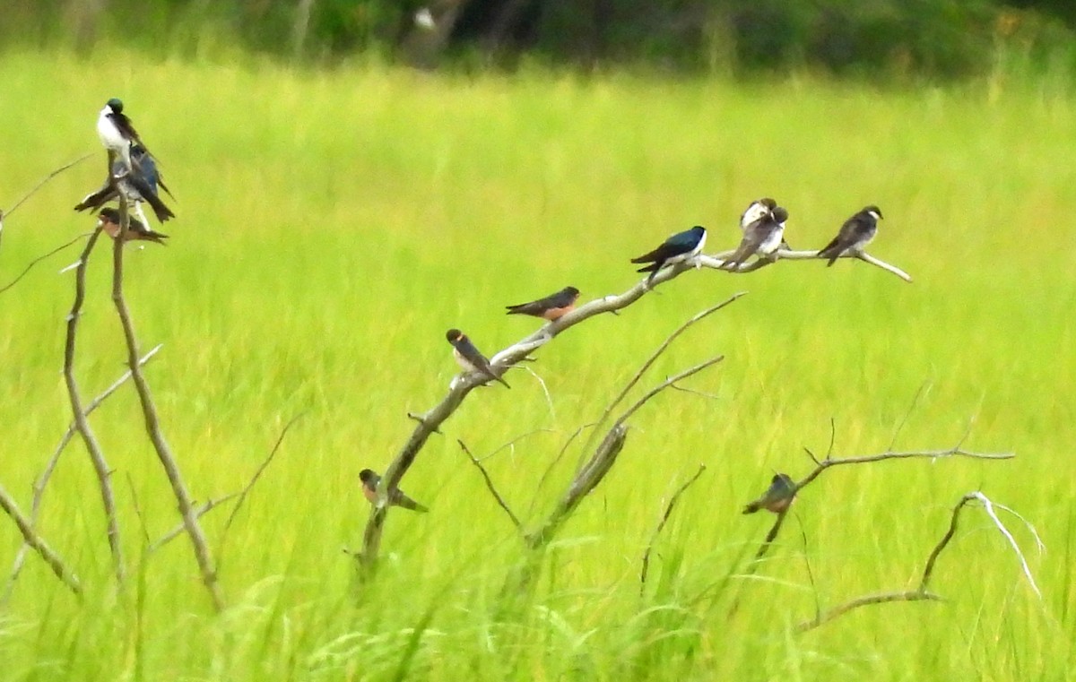 Tree Swallow - ML638766813