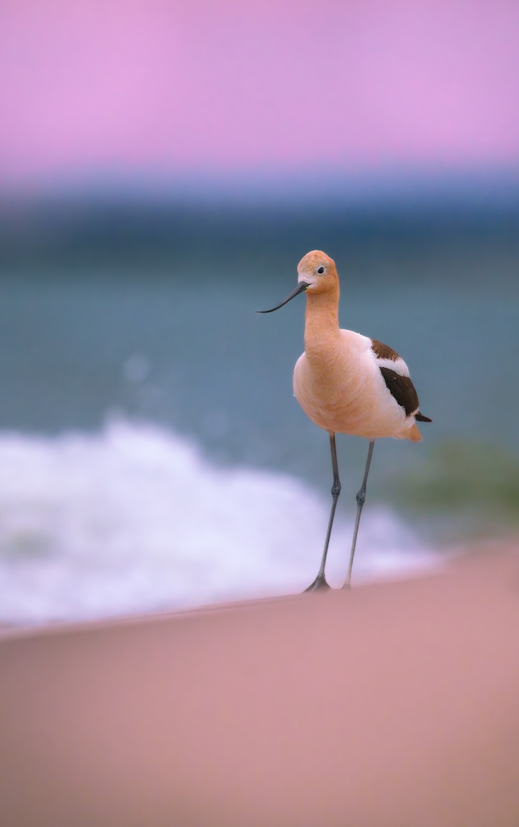 American Avocet - ML638766817