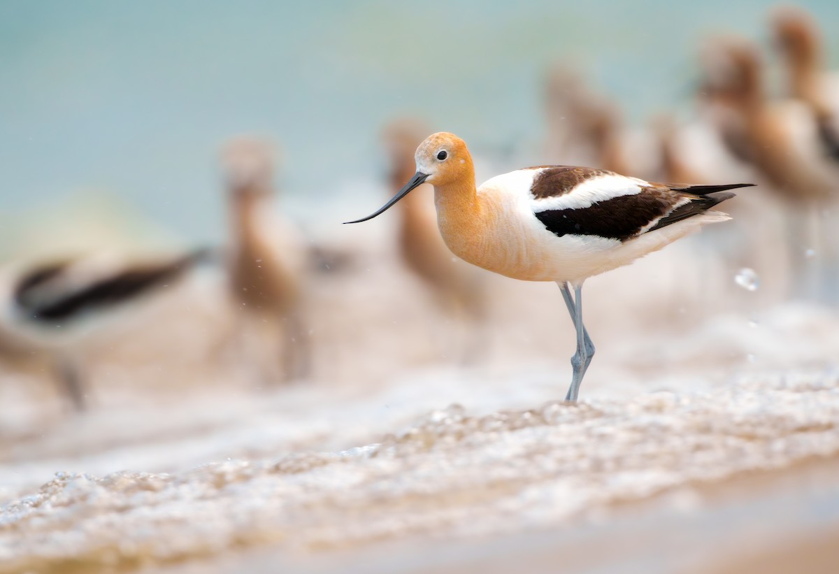 American Avocet - ML638766819