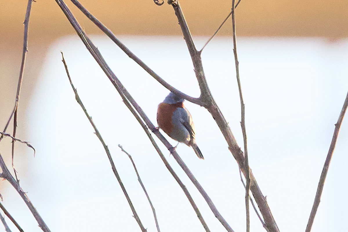 Chestnut-bellied Seedeater - ML638766820