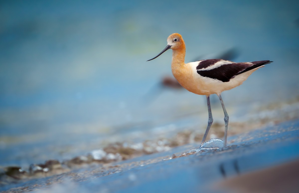 American Avocet - ML638766821