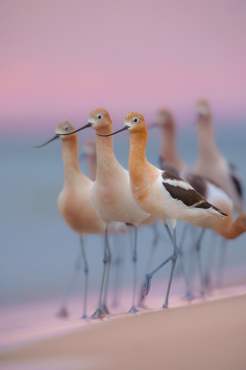 American Avocet - ML638766822