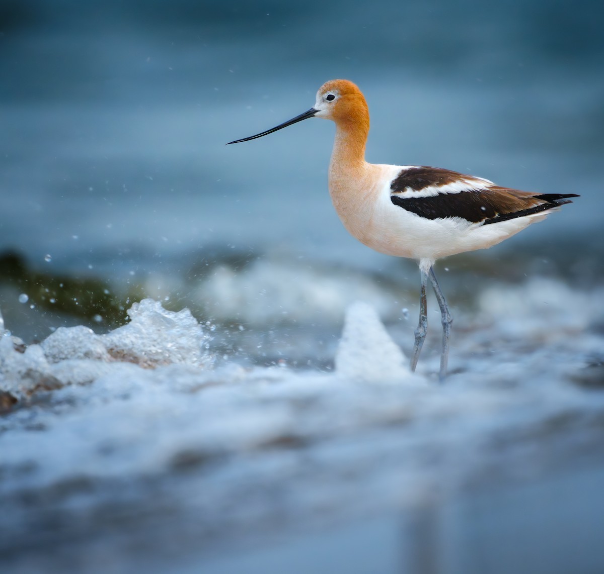 American Avocet - ML638766823
