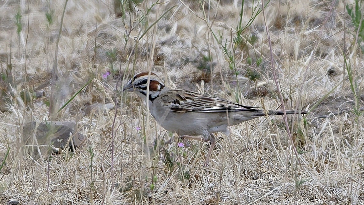 Lark Sparrow - ML638766826