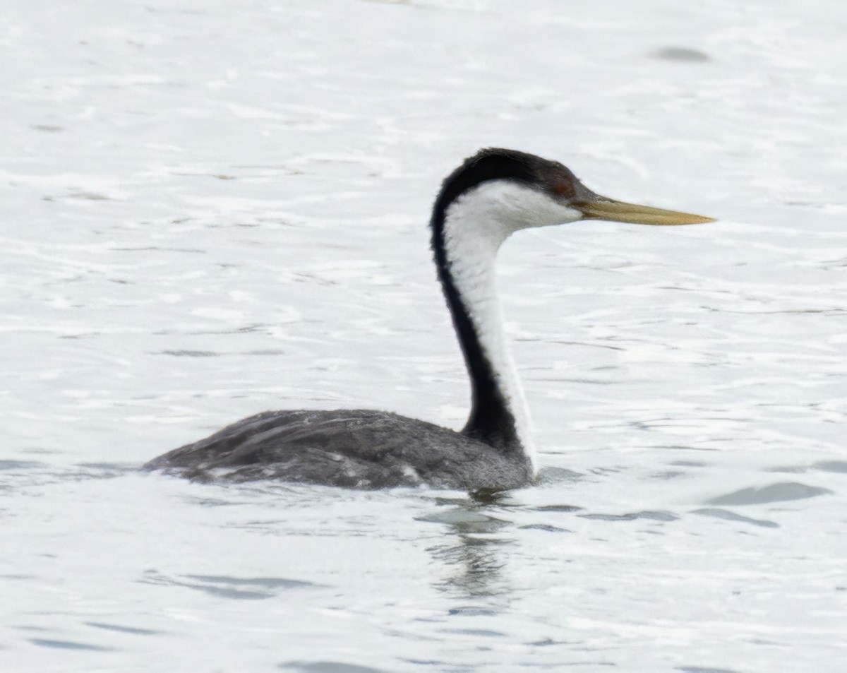 Western Grebe - ML638766830