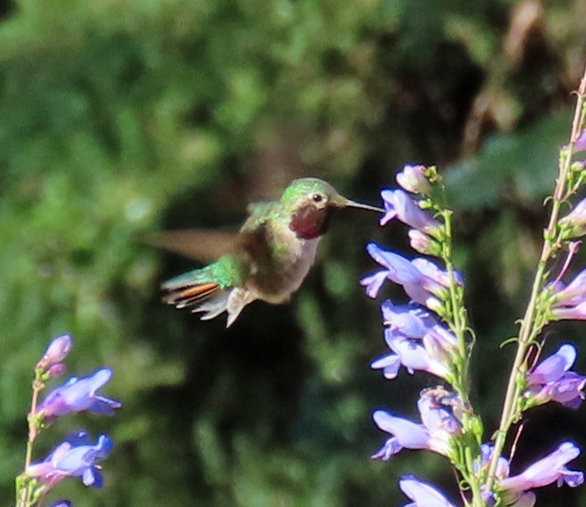 Broad-tailed Hummingbird - ML638766833