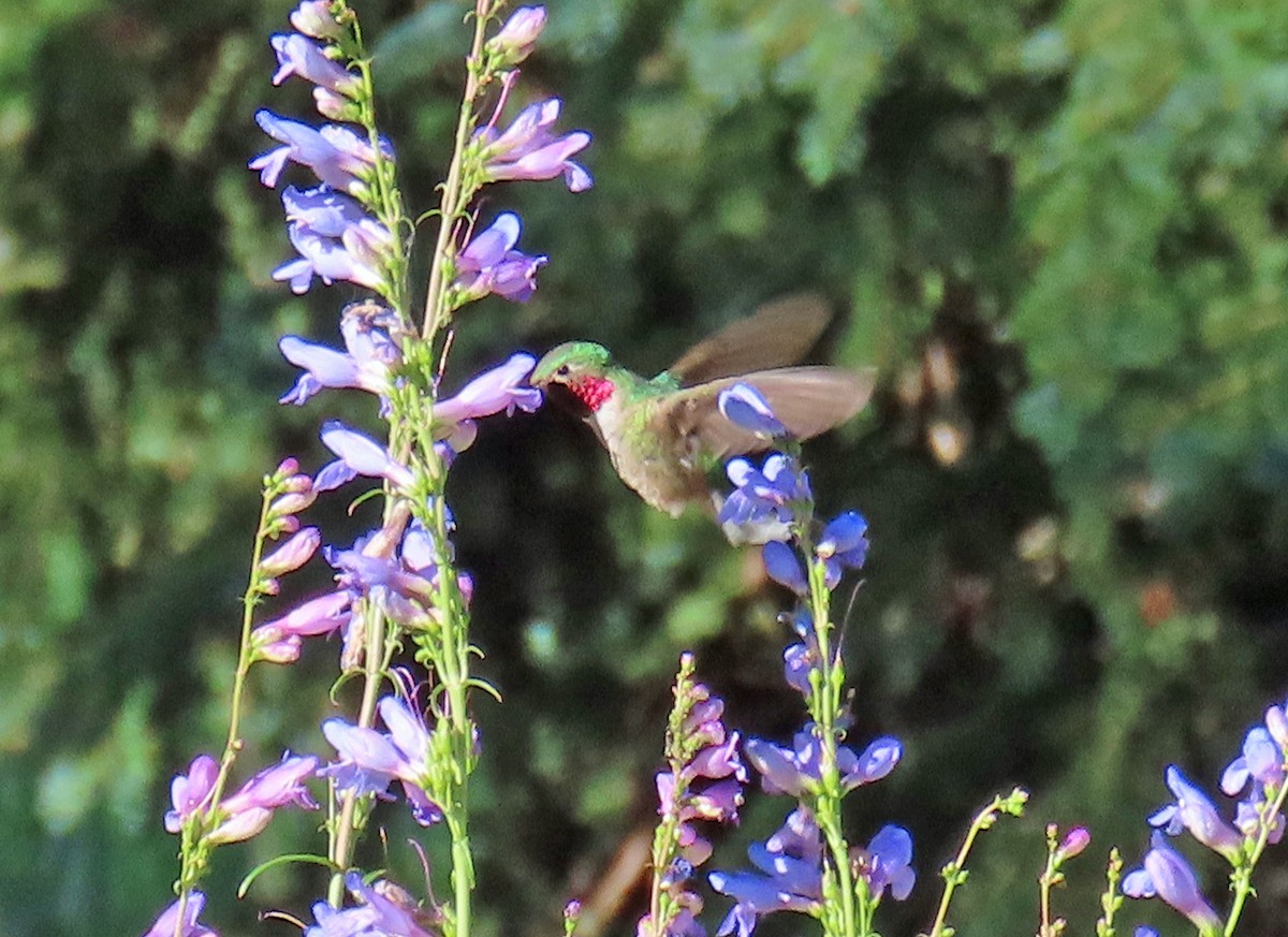 Broad-tailed Hummingbird - ML638766834