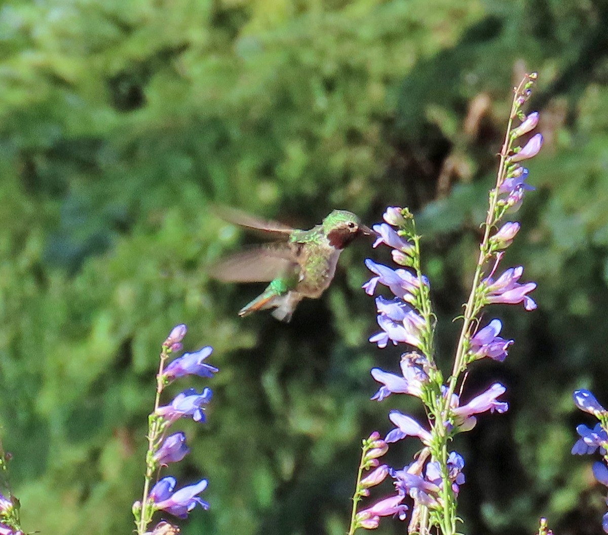 Broad-tailed Hummingbird - ML638766836