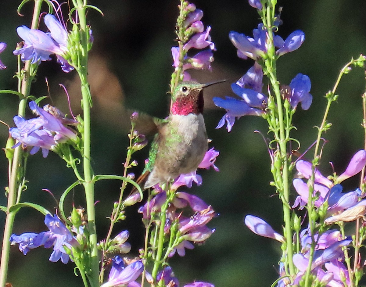 Broad-tailed Hummingbird - ML638766838