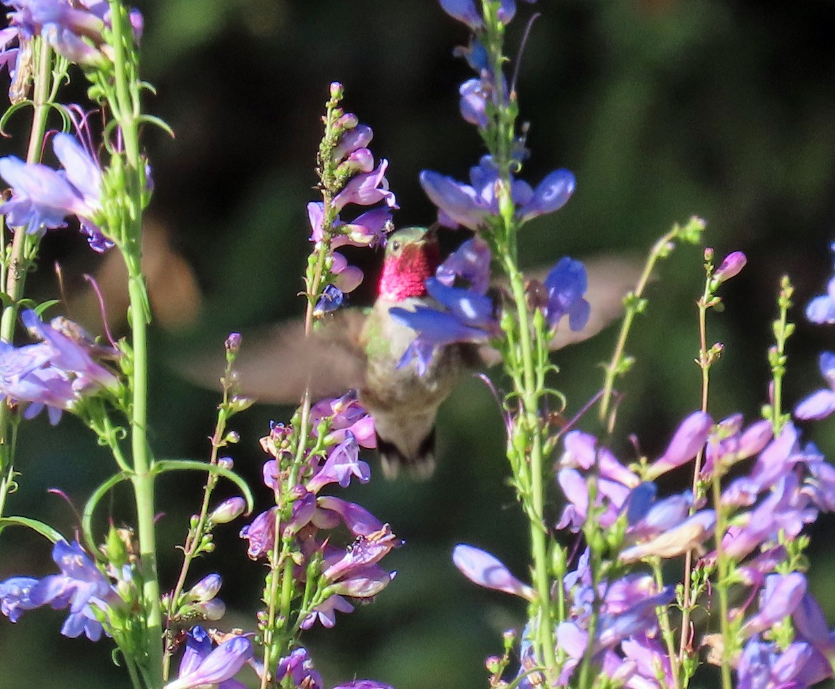 Broad-tailed Hummingbird - ML638766839