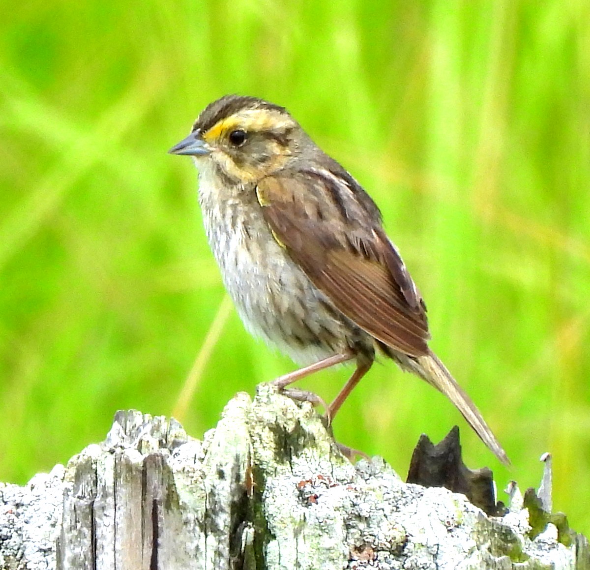 Nelson's Sparrow - ML638766843