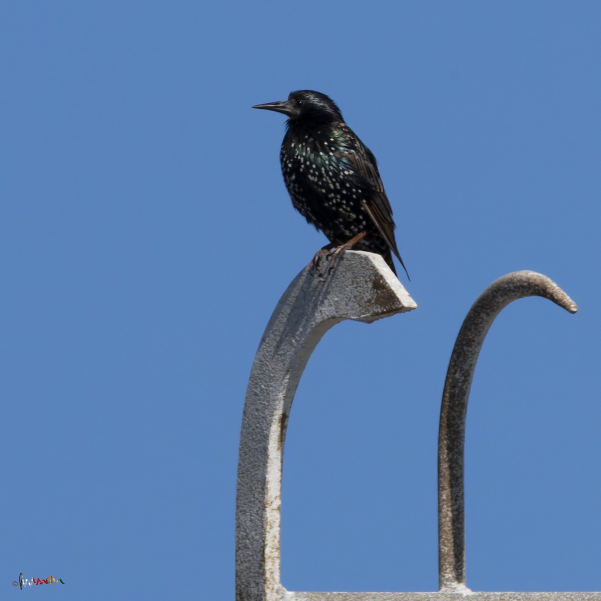 European Starling - ML638766855