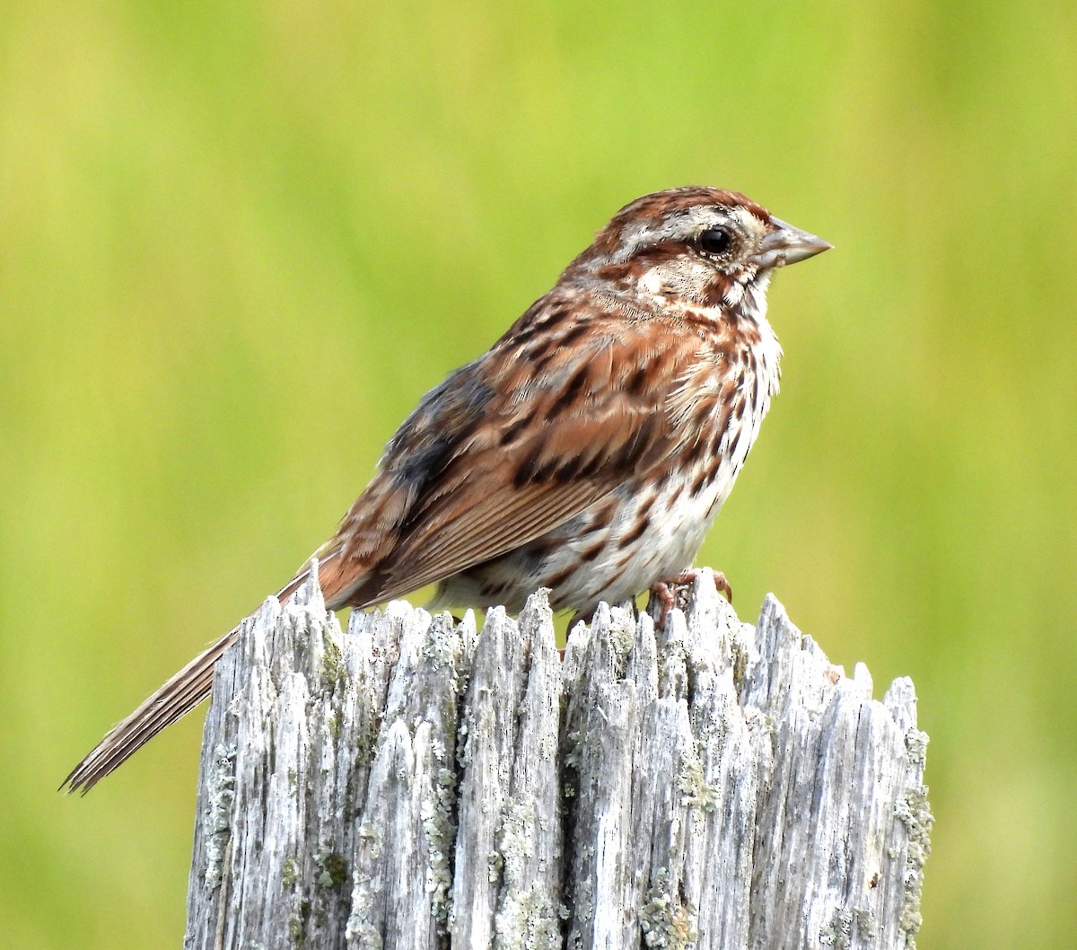 Song Sparrow - ML638766860