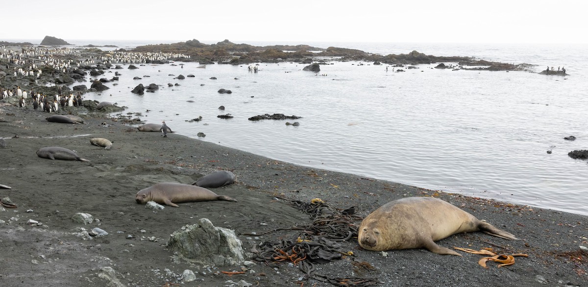 Southern Elephant Seal - ML638766861