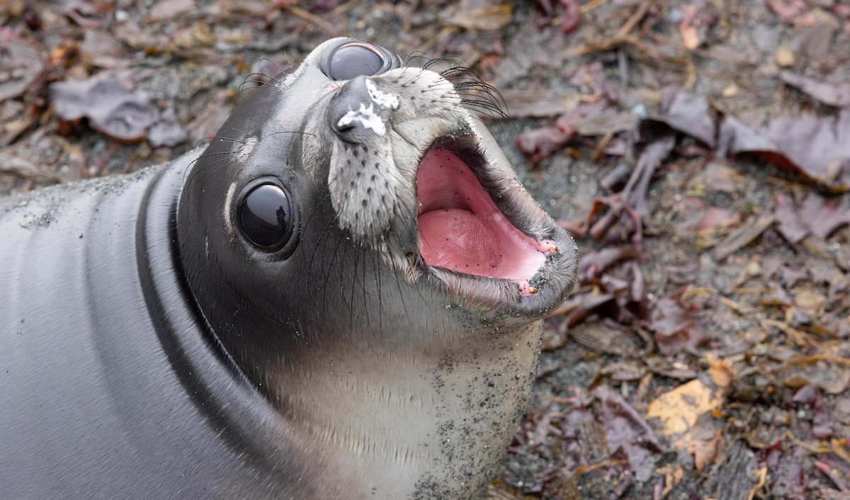 Southern Elephant Seal - ML638766870