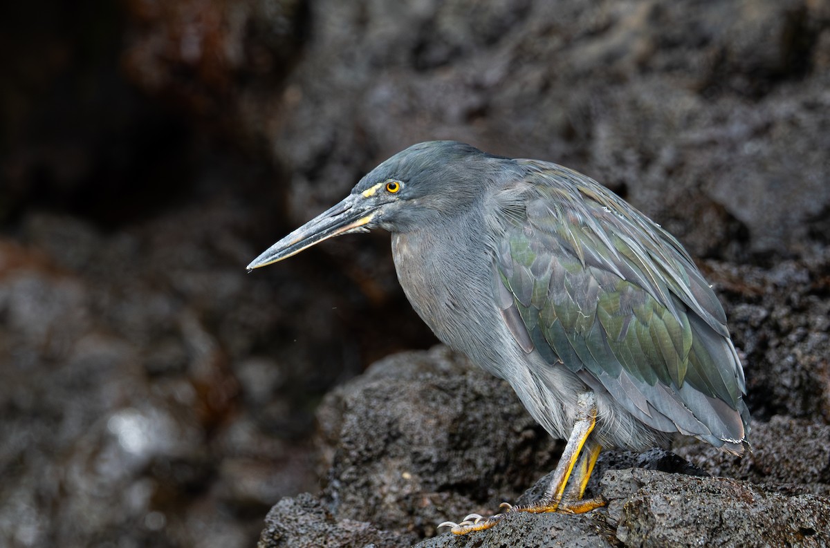 Striated Heron (Galapagos) - ML638766873