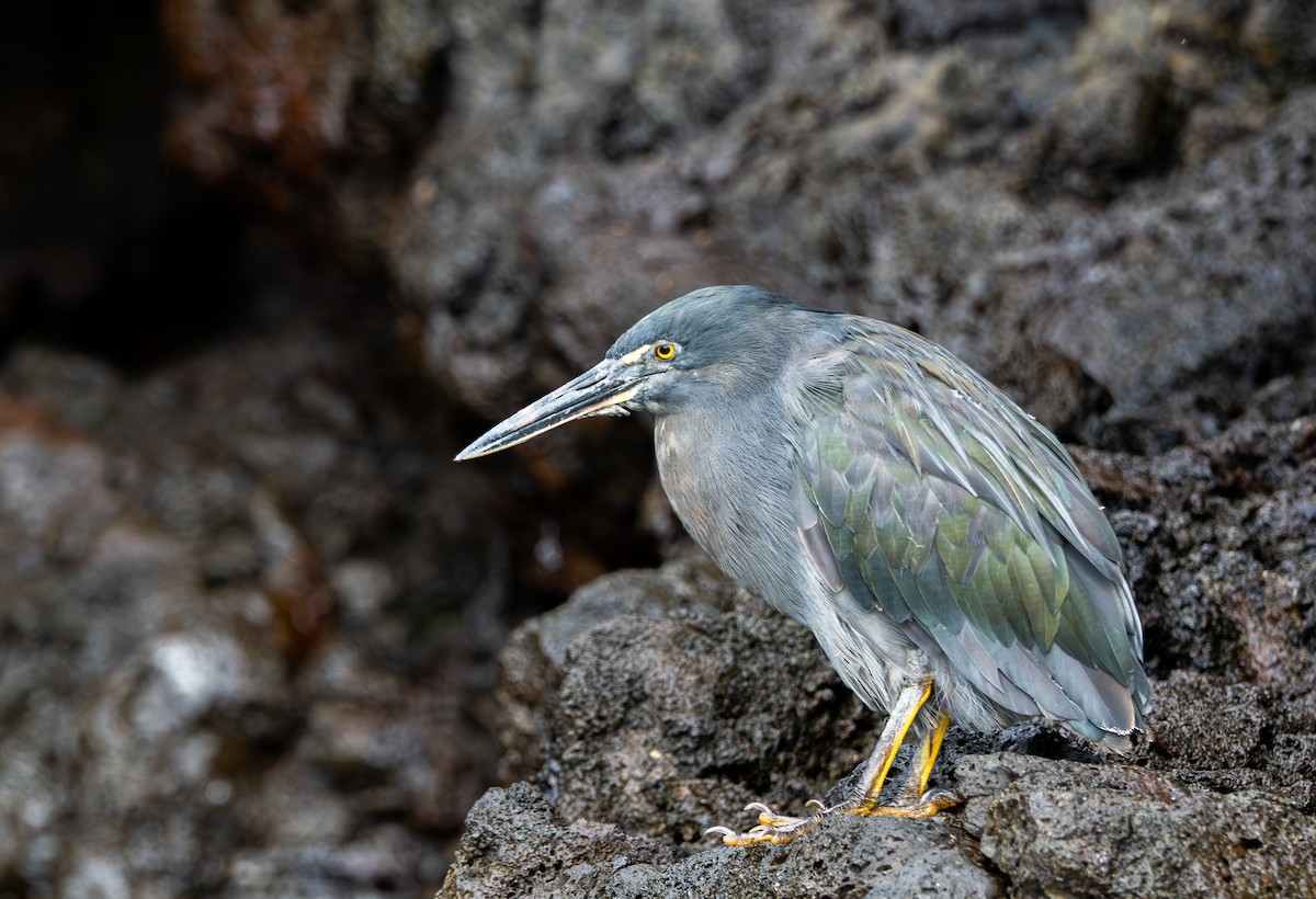 Striated Heron (Galapagos) - ML638766875