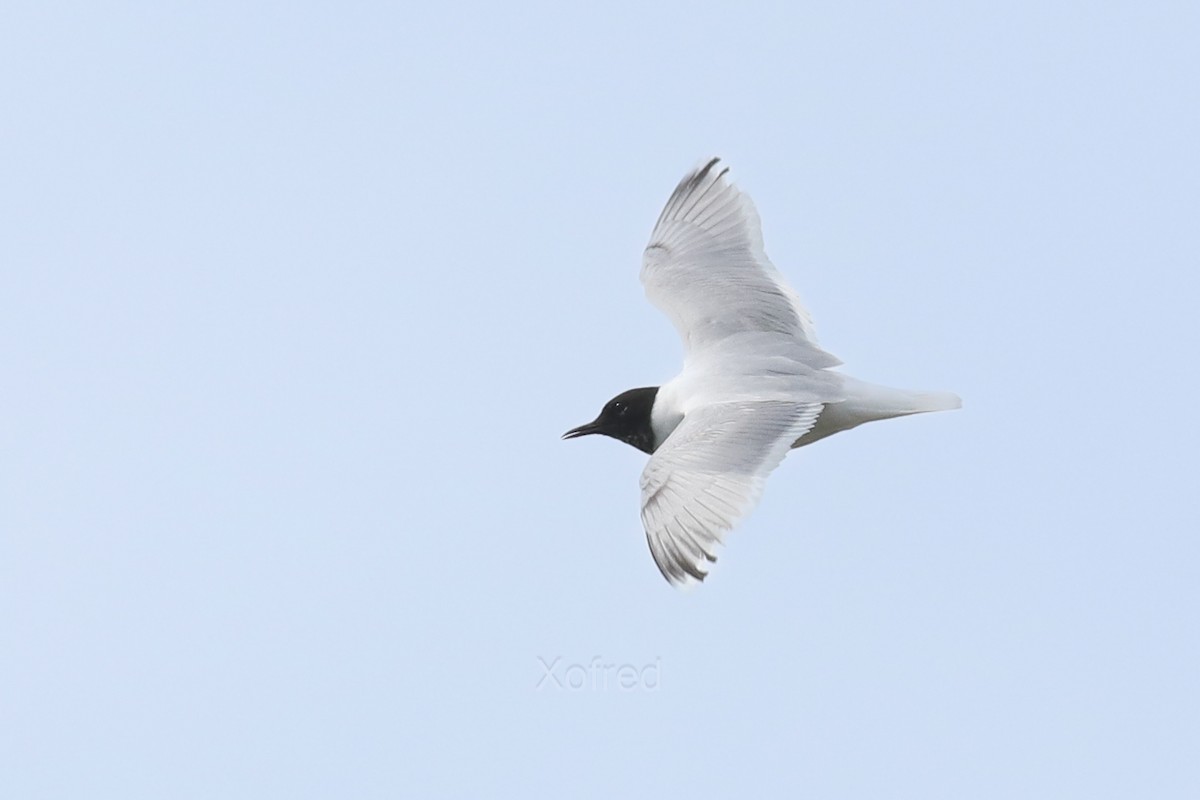 dvergmåke - ML638766878