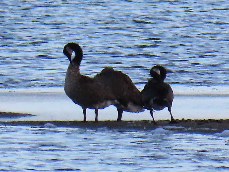 Canada Goose - ML638766886