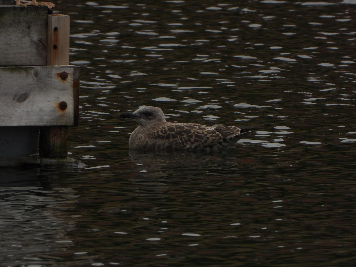 Yellow-legged Gull - ML638766887