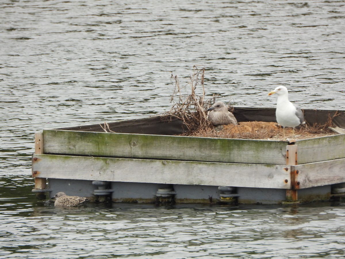Yellow-legged Gull - ML638766888