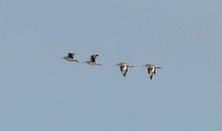 Willet - ML638766890