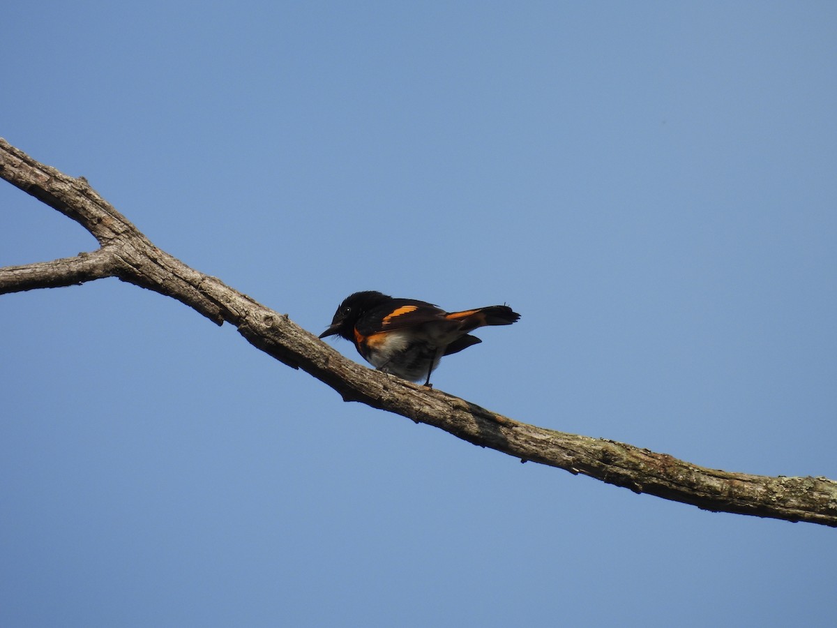 American Redstart - ML638766896