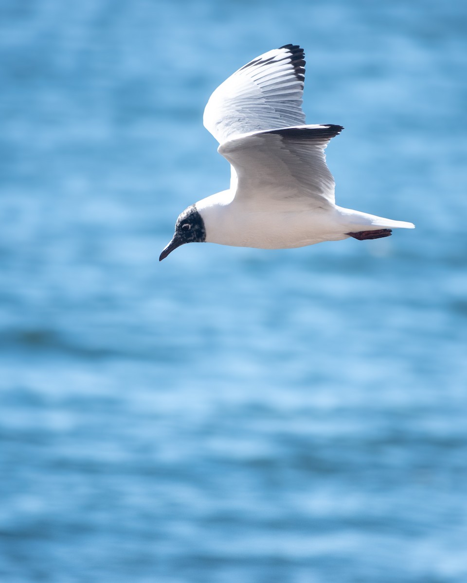 Andean Gull - ML638766899